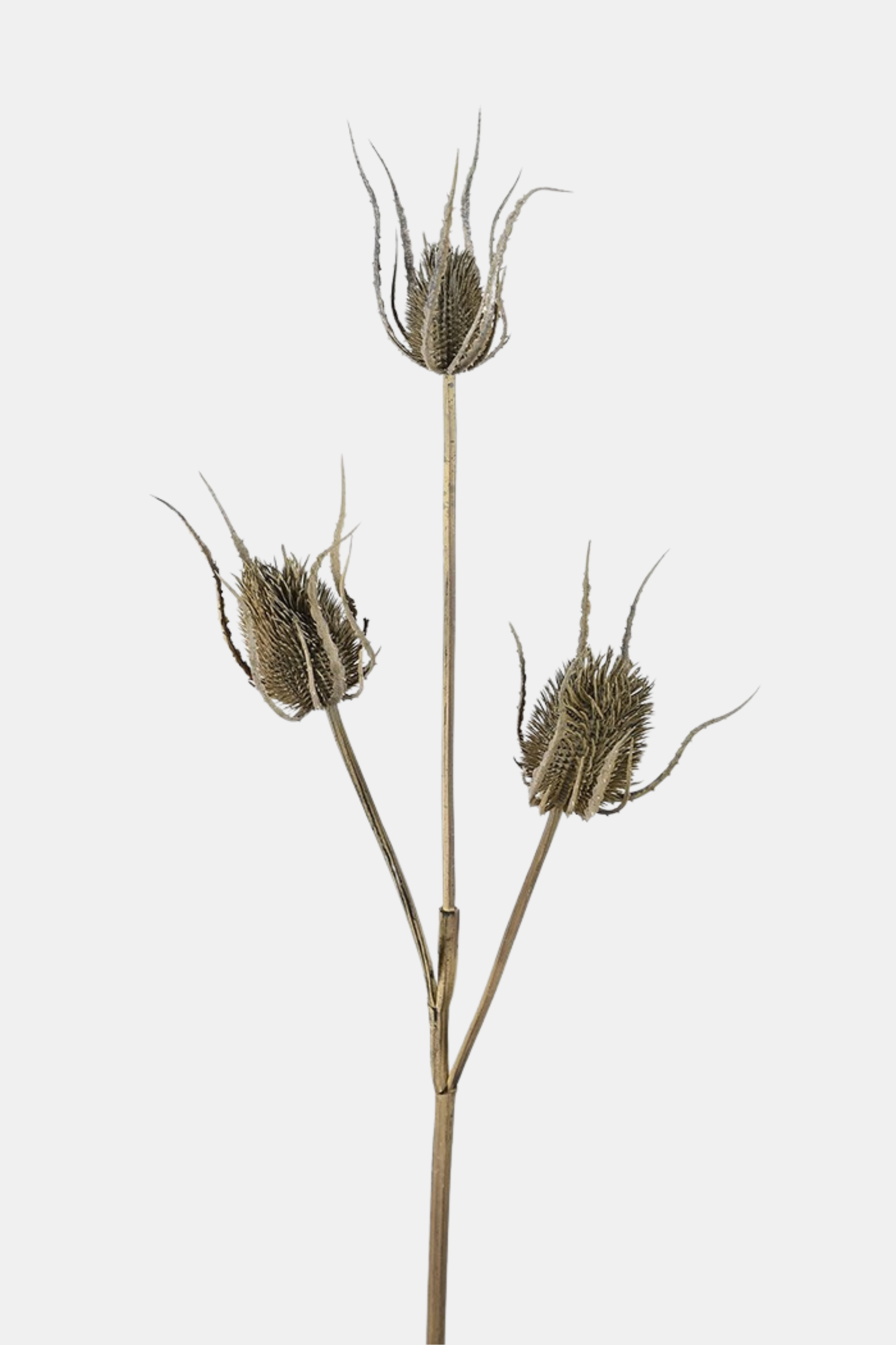 Brown Teasel Bundle