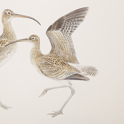 Curlews Charcoal and watercolour 60 x 80