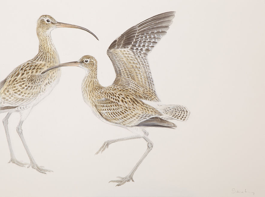 Curlews Charcoal and watercolour 60 x 80