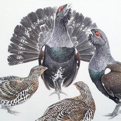 Capercaillie-Square