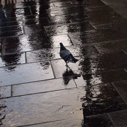 Glasgow Pigeon