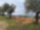 מטע.jpg
