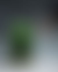 Botanical Art by TerraLiving That require NO Maintenance