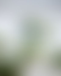 Microcosm - Polyp, Art of TerraLiving 2022