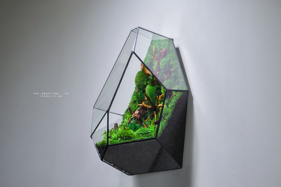 Thumbnail: Wall Mounted Preserved Moss Terrarium: The Graviton - 01
