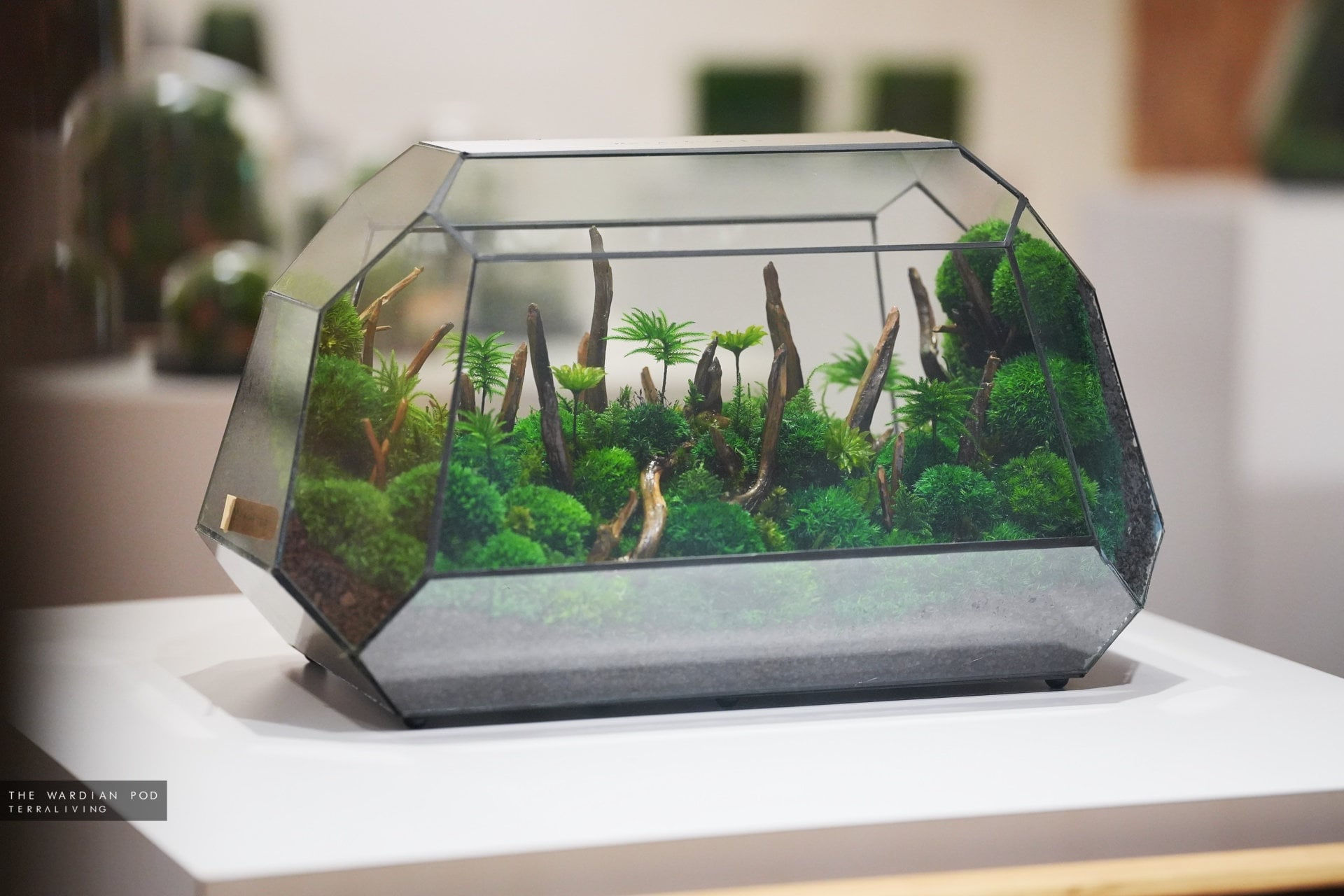Luxury Preserved Moss Terrarium: The Wardian Pod - Heart of Forest
