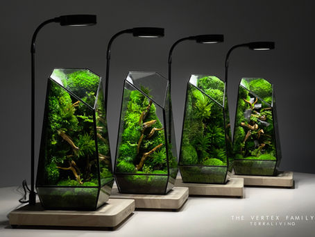 2021 Unique Collection: The Best of TerraLiving, The Vertex Family (S), Preserved Moss Terrarium