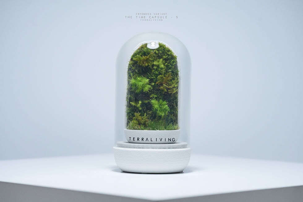 Thumbnail: Live Moss Terrarium: The Time Capsule Mini (S) CryoMoss Edition, A Dormant Moss