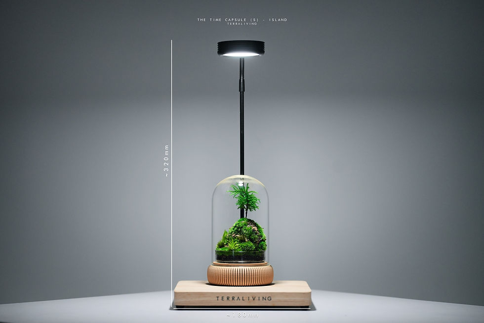 Thumbnail: Preserved Moss Terrarium: The Time Capsule (S) - Island Unique Variant