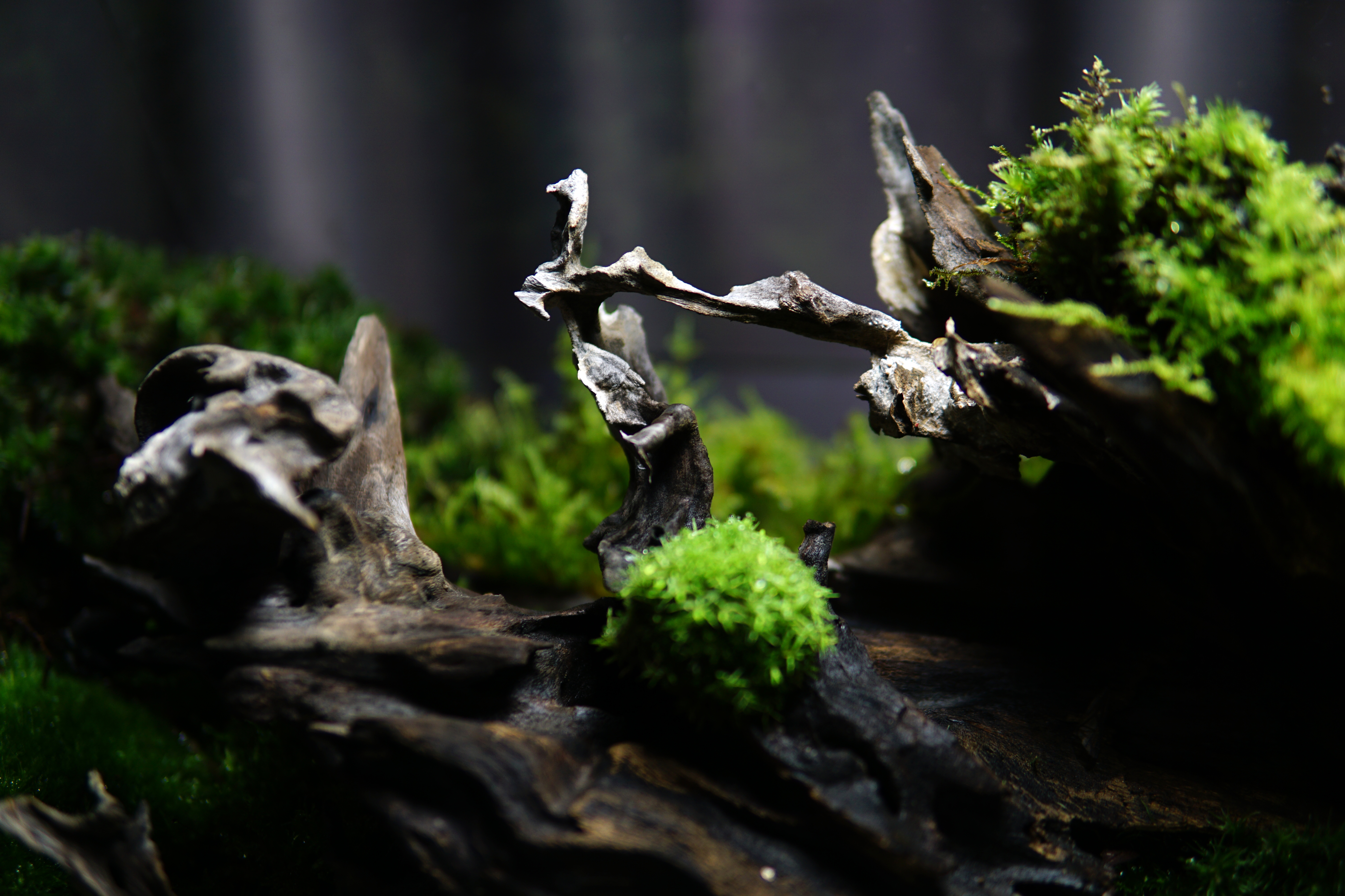 the ChronoPod - Mossy Forest