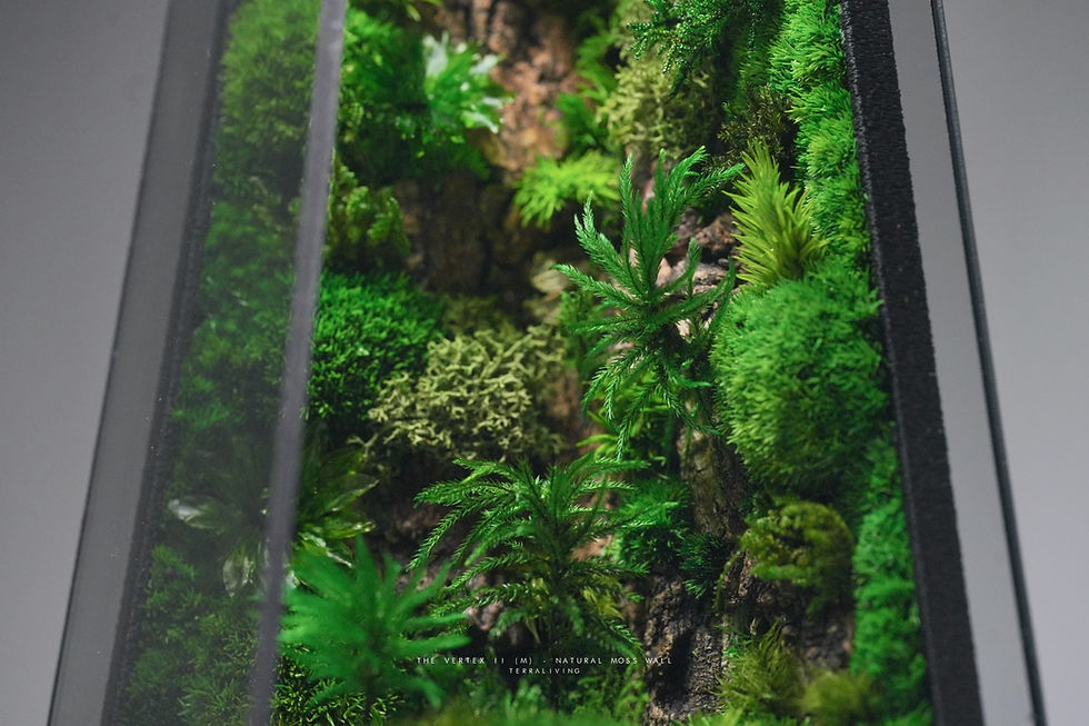 Thumbnail: Preserved Moss Terrarium: The Vertex II (M) - Natural Moss Wall, Black Edition