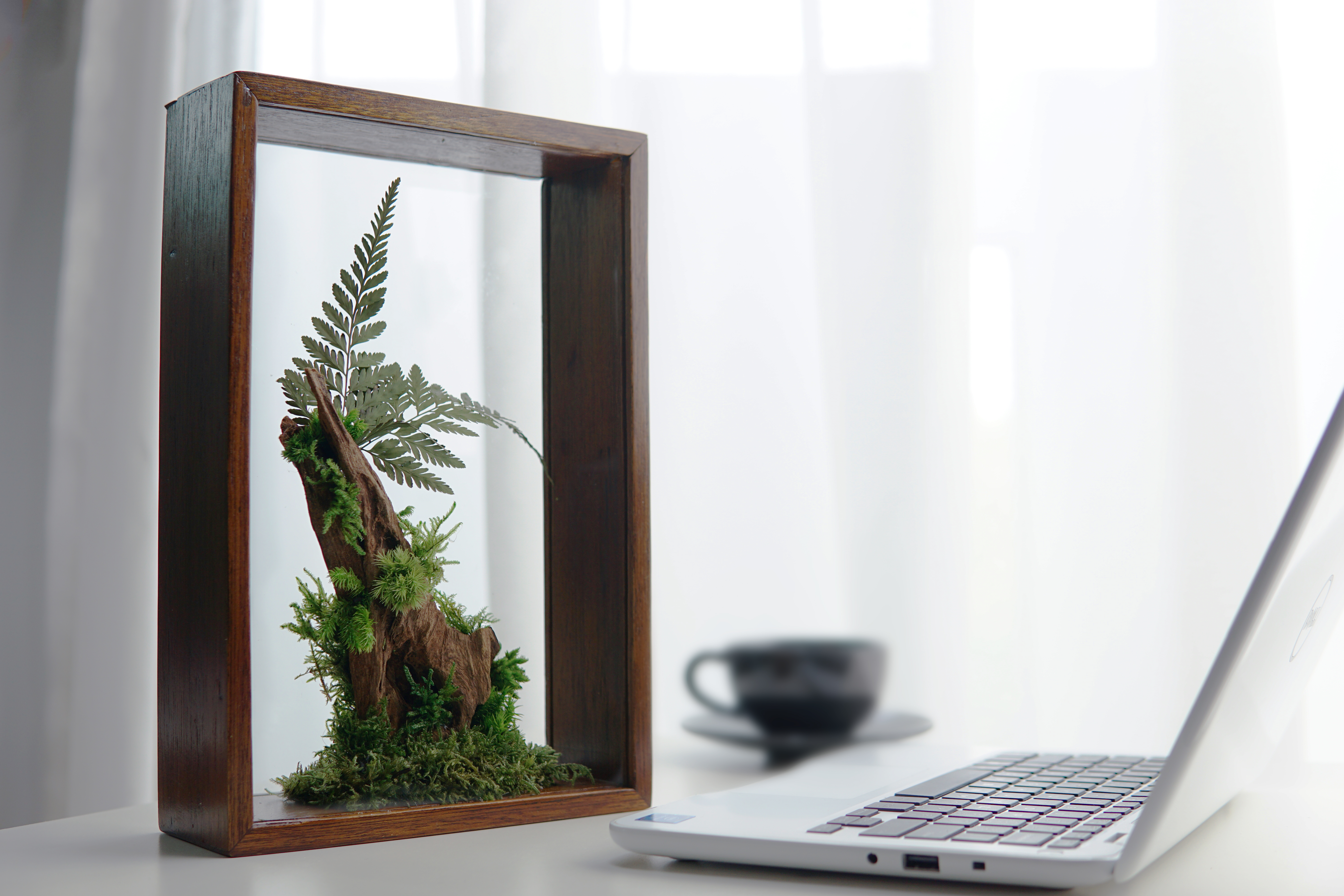 the Herbarium