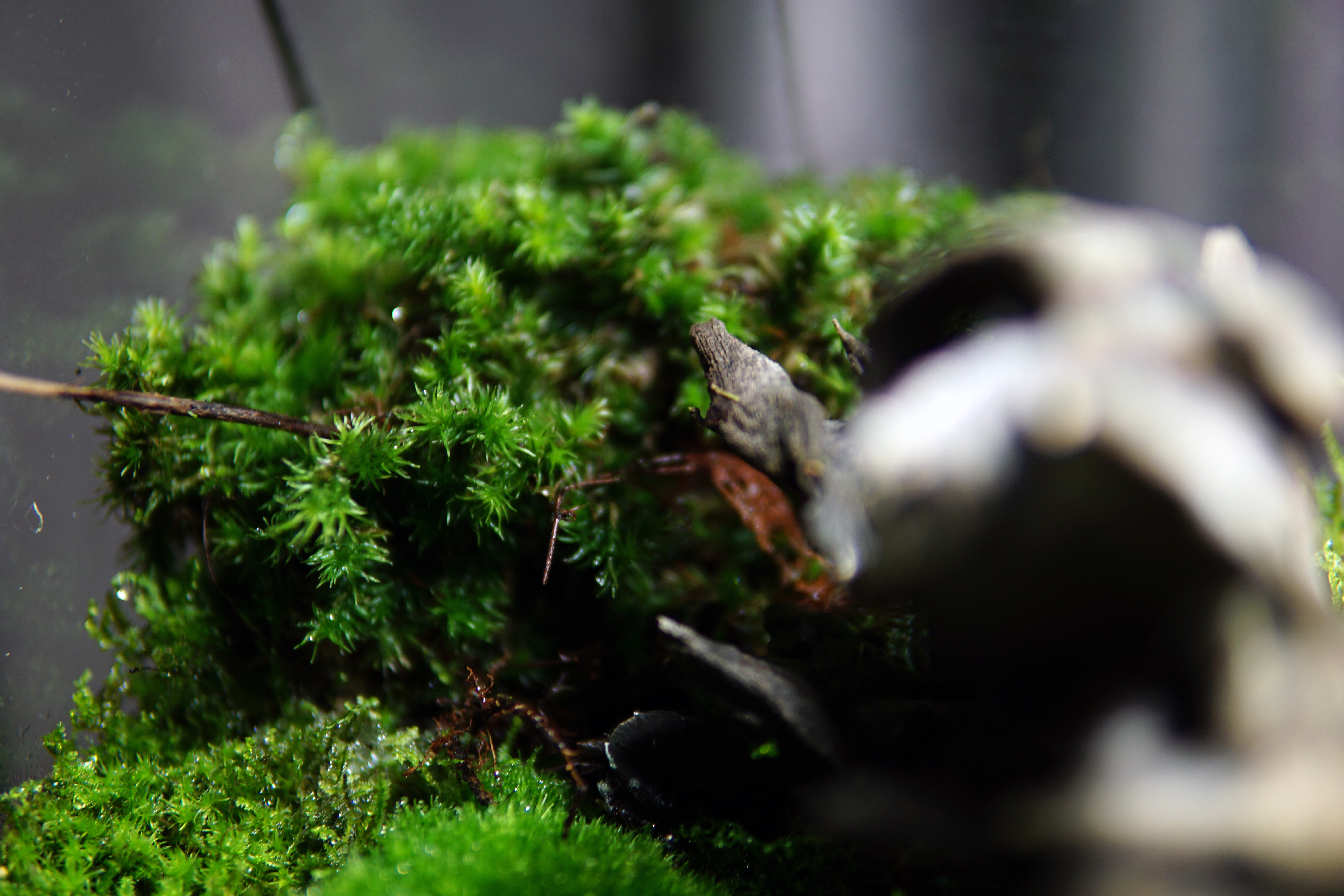 the ChronoPod - Mossy ForestnoPod
