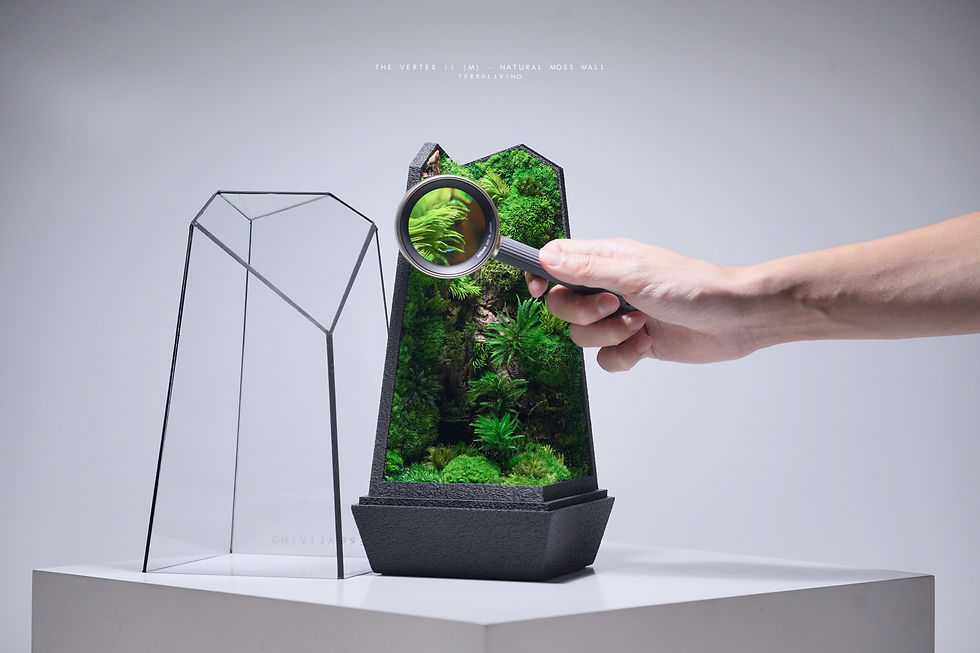 Thumbnail: Preserved Moss Terrarium: The Vertex II (M) - Natural Moss Wall, Black Edition