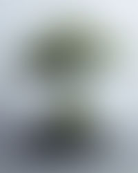 Bio-art, Biomorphic Botanical Sculpture Concept Art by terraLiving