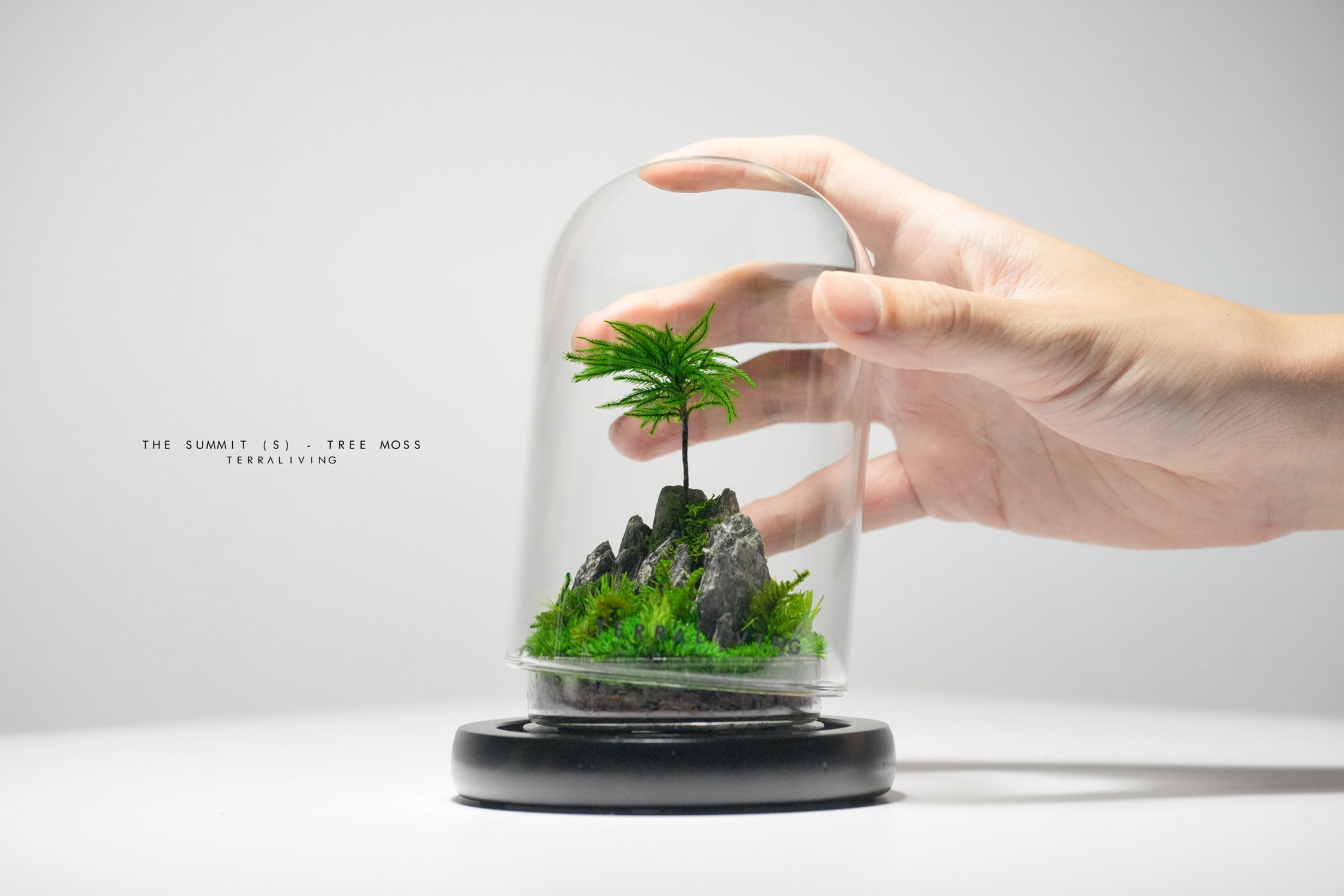 Preserved Moss Terrarium: The Summit (S) - Tree Moss edition