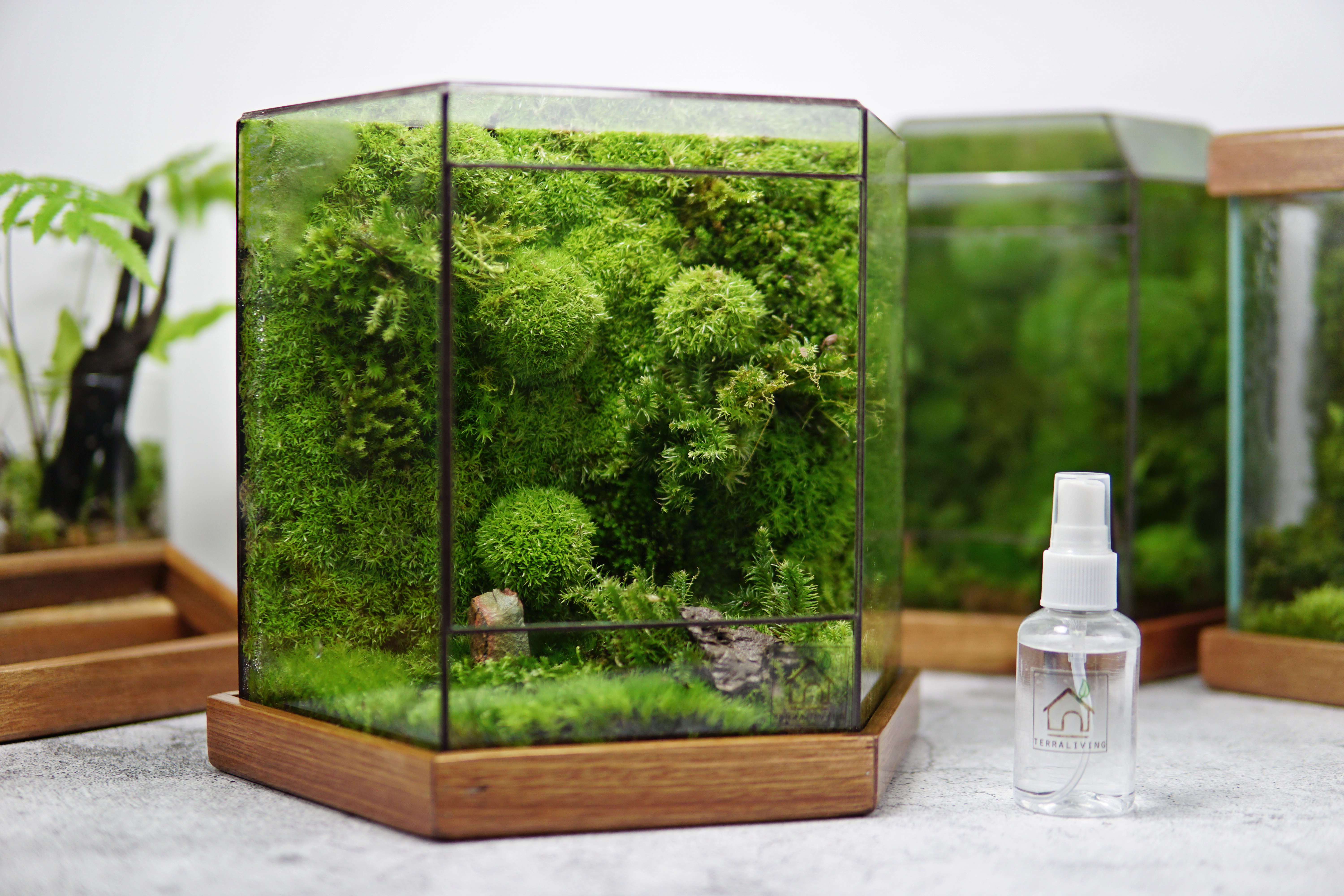 Moss Wall - Aegis I