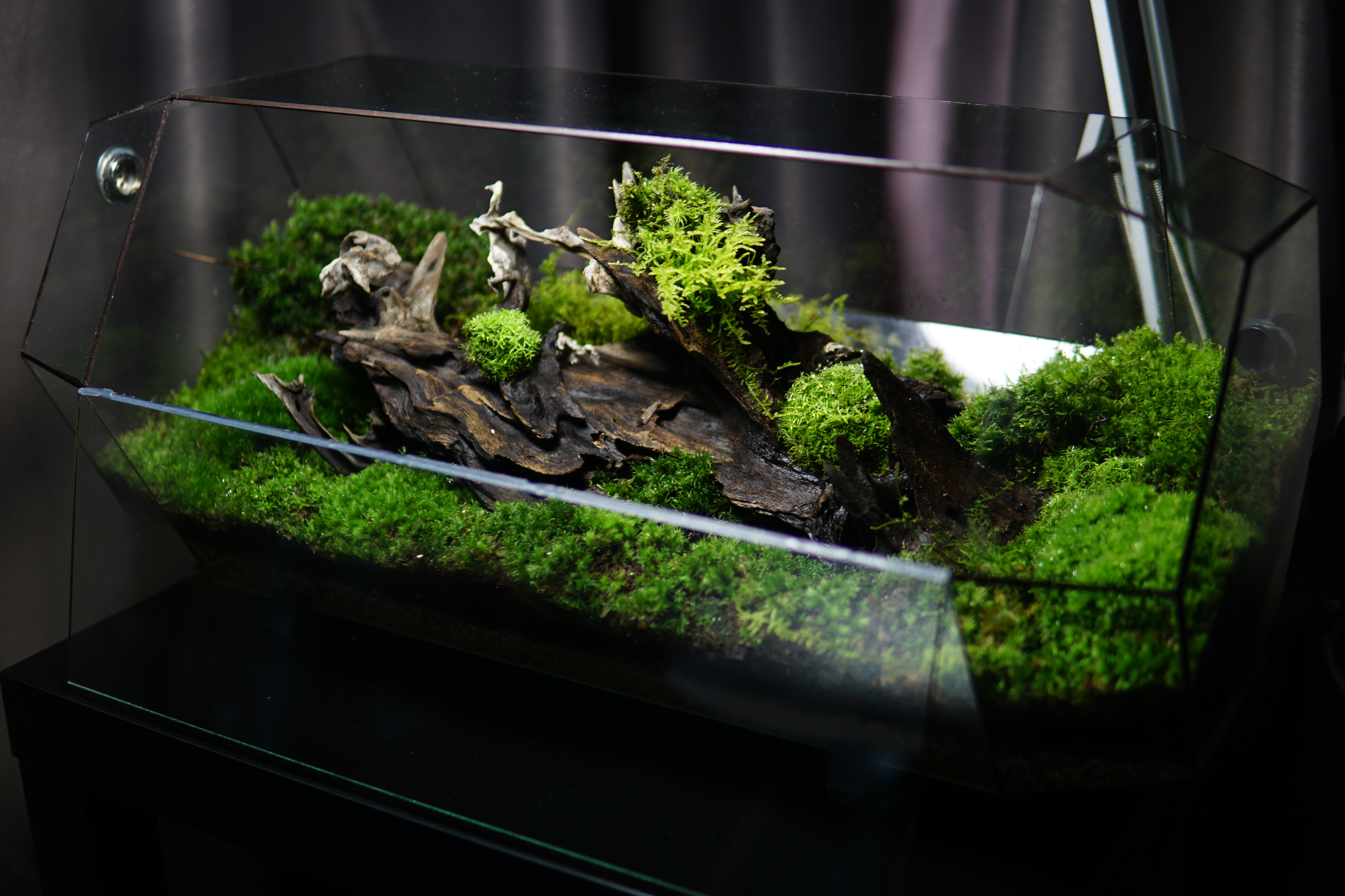 the ChronoPod - Mossy Forest