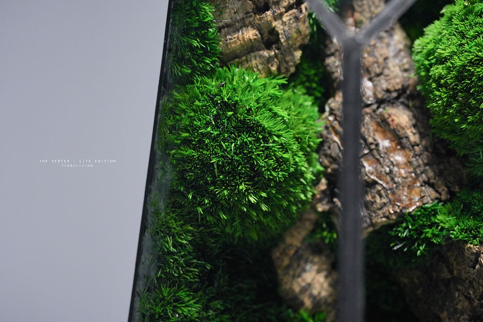 Thumbnail: Preserved Moss Terrarium: The Vertex - Lite Edition, Monospecies Ft. Leucobryum