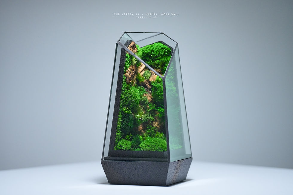 Thumbnail: The Vertex II (S) - Natural Moss Wall, Black Edition
