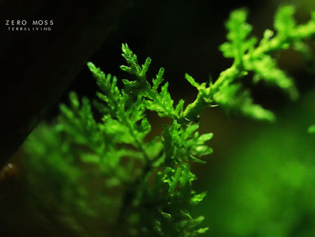Macro photography of preserved moss, the ZERO Moss of TerraLiving
