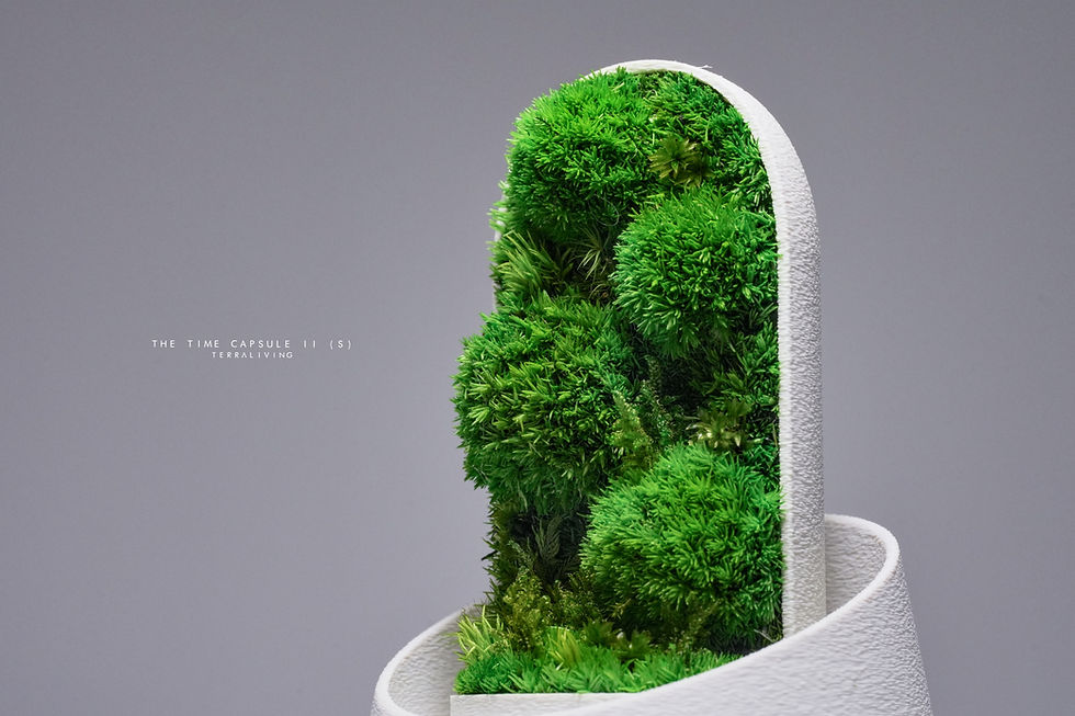 Thumbnail: Preserved Moss Terrarium: The Time Capsule II - S