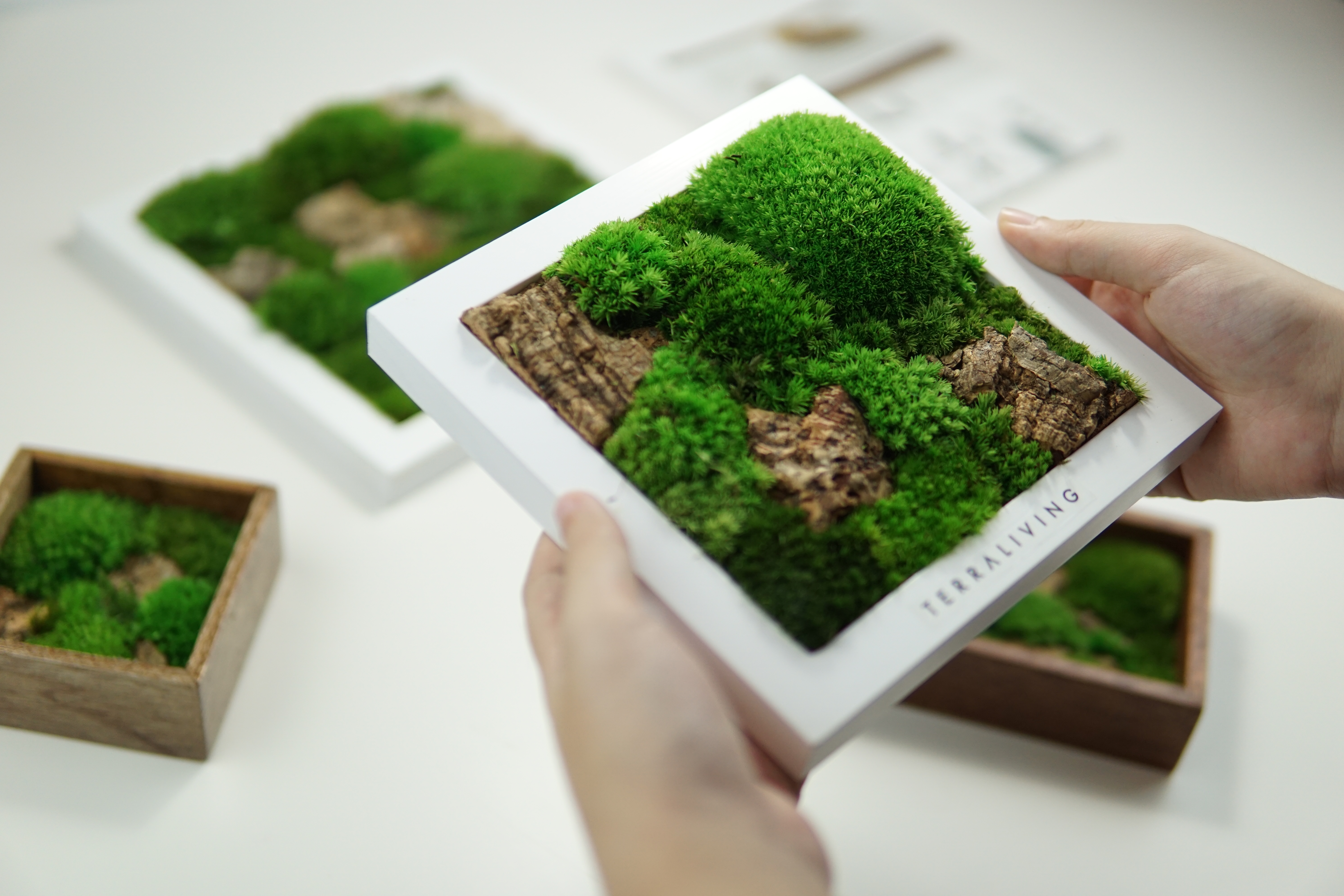 Moss Frame ZERO
