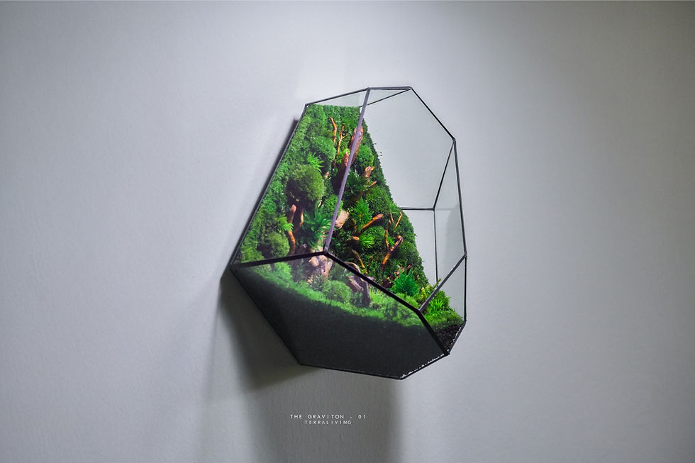 Thumbnail: Wall Mounted Preserved Moss Terrarium: The Graviton - 01