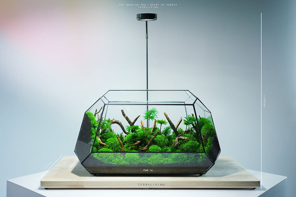 Thumbnail: Luxury Preserved Moss Terrarium: The Wardian Pod - Heart of Forest