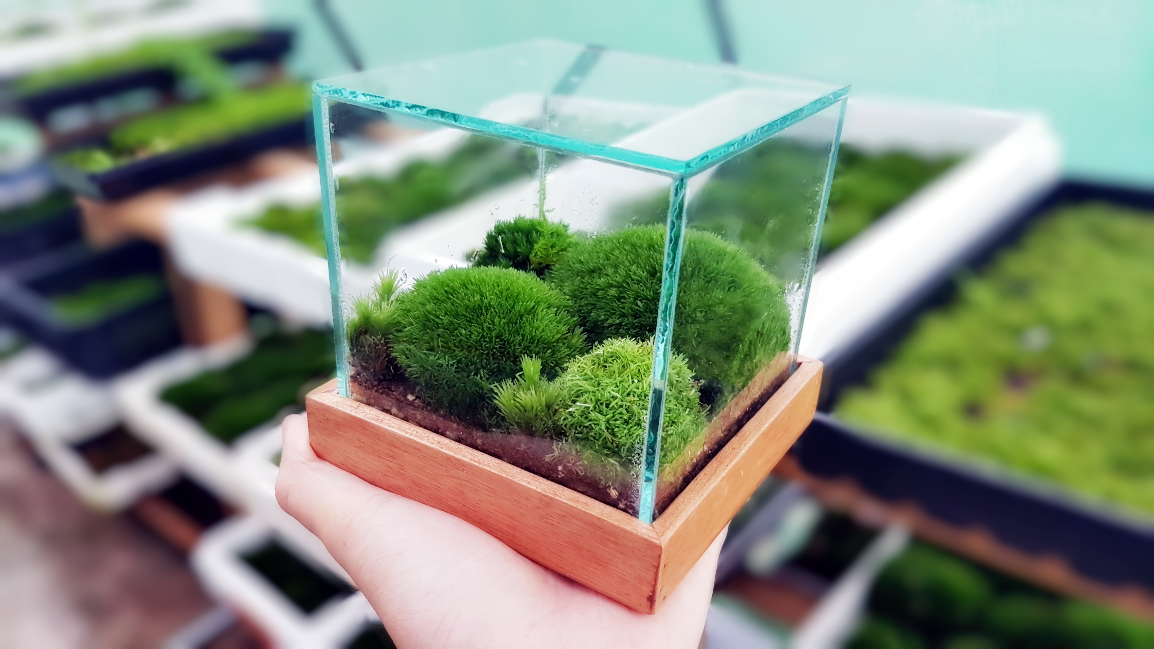 the TerraCube