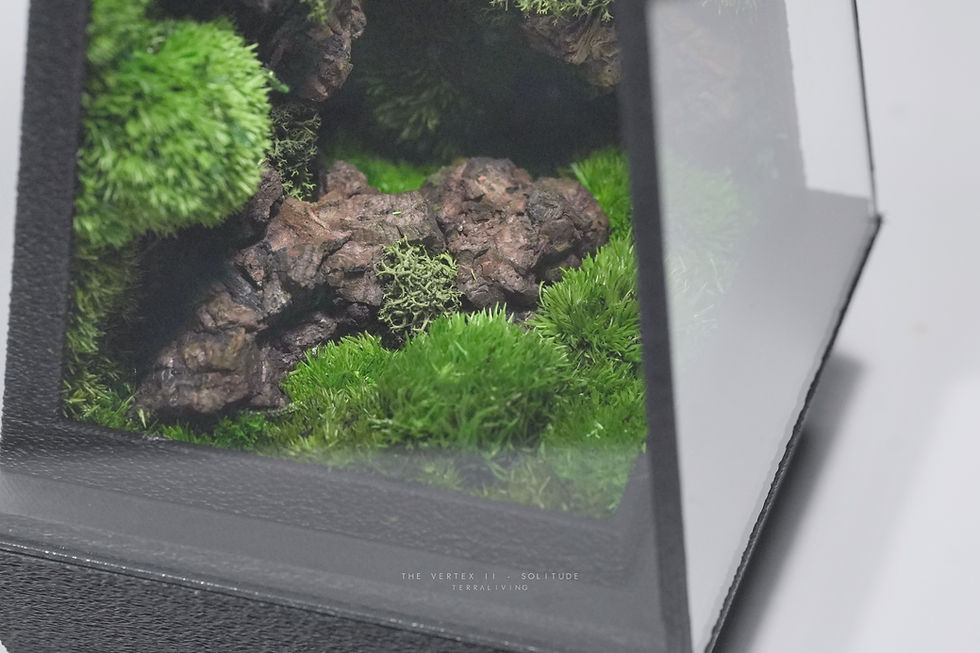 Thumbnail: Preserved Moss Terrarium: The Vertex II (S) - Solitude