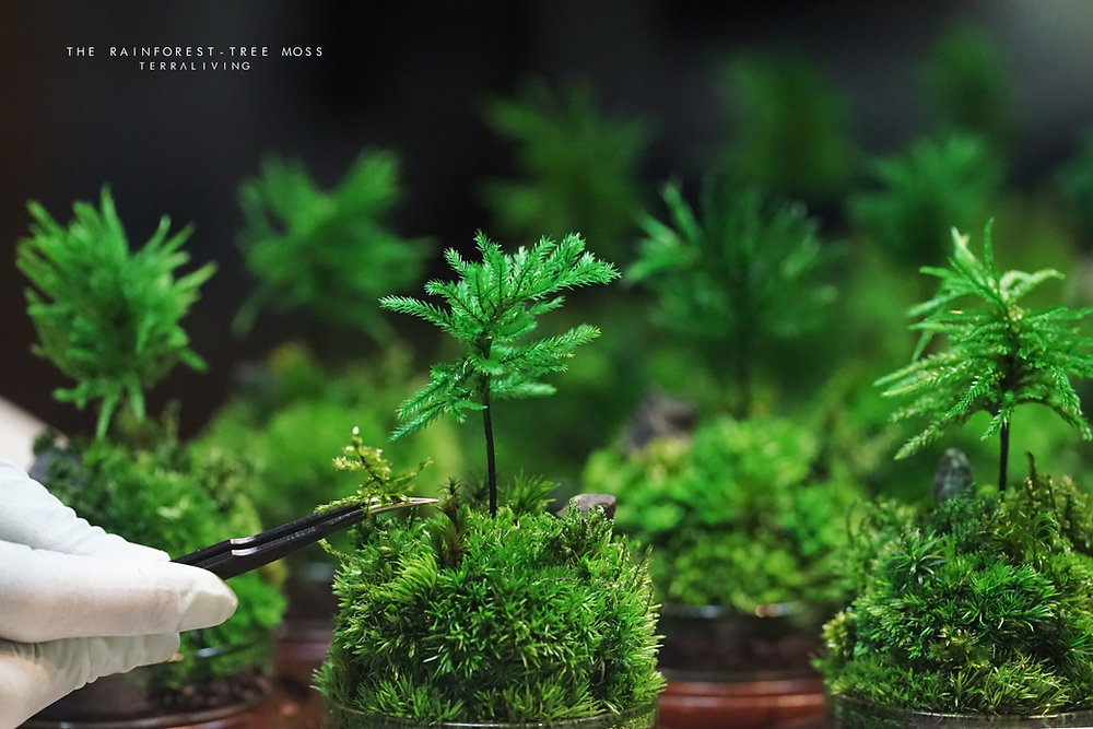 Preserved Tree Moss Specimens in a terrarium, 
