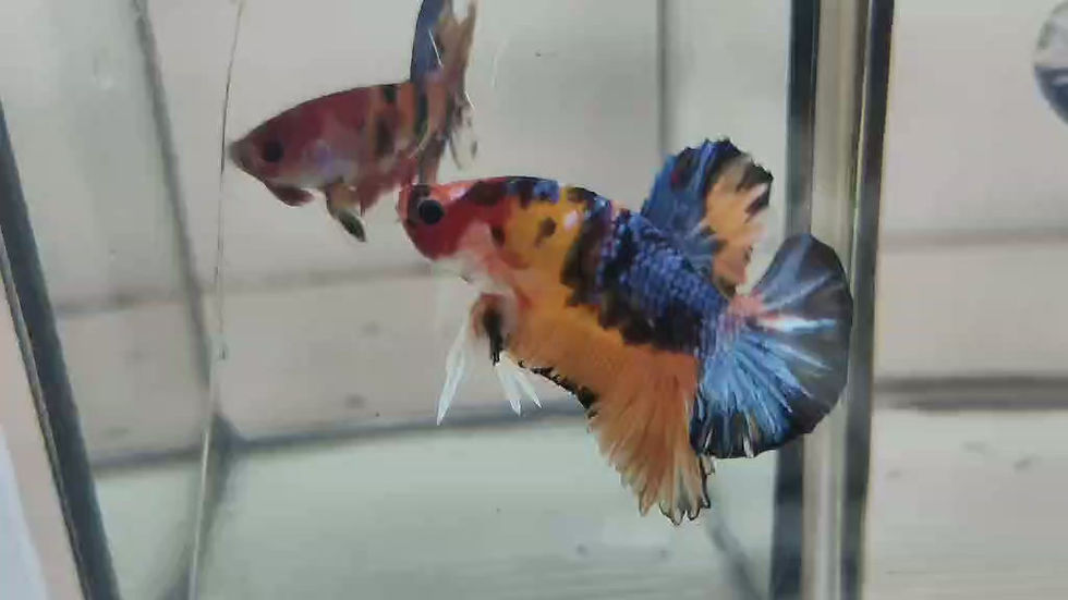 Thumbnail: Nemo Galaxy HMPK #T11 (Video)