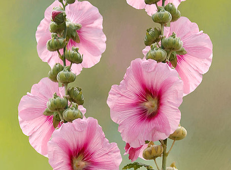 shade-of-pink-hollyhock-and-buds-isabela-and-skender-cocoli.jpg