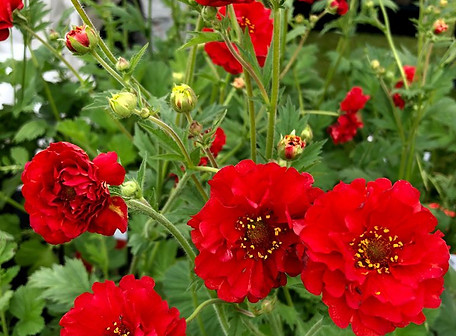 geum-blazing-sunset-1--768x1024.jpg
