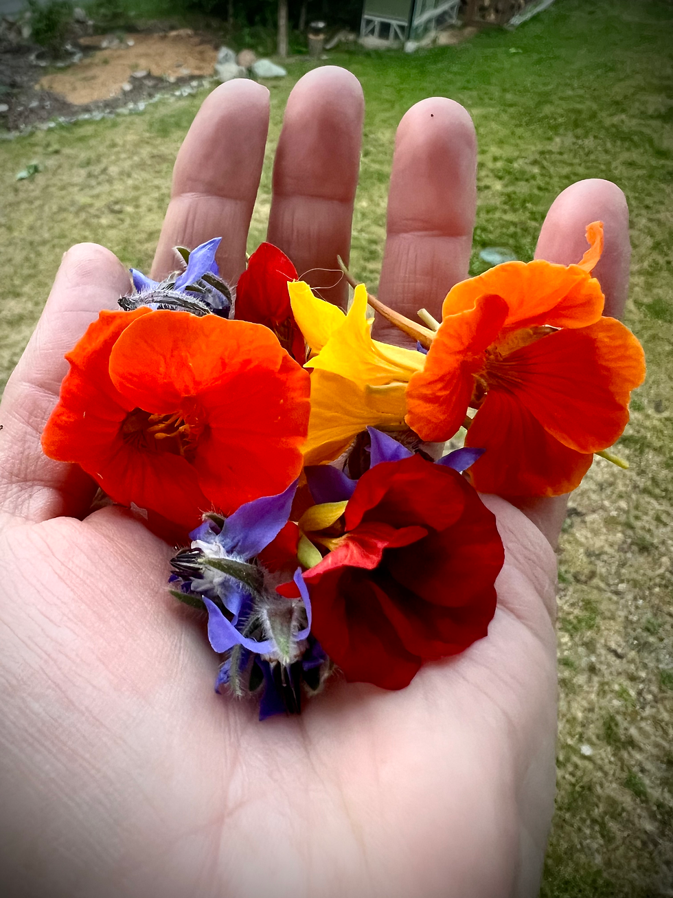 Borage & Nasturtium Flowers