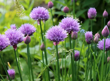chives-display-crop.jpg.webp