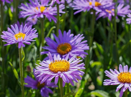 Aster.jpeg