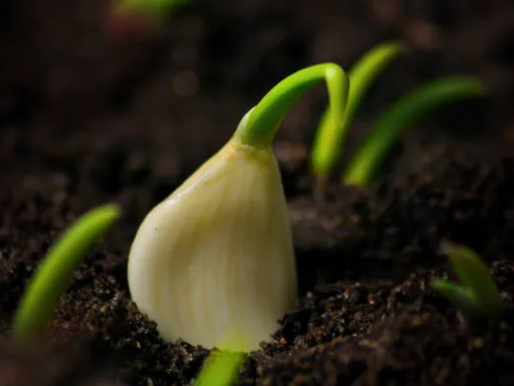 Getting Started: A Guide to Planting Garlic