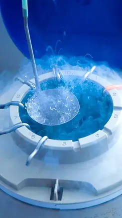 frozen-eggdonor.webp