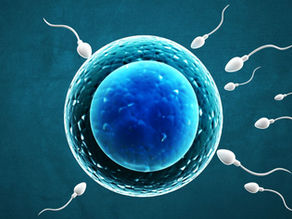 Whose Egg Is Used in Surrogacy?