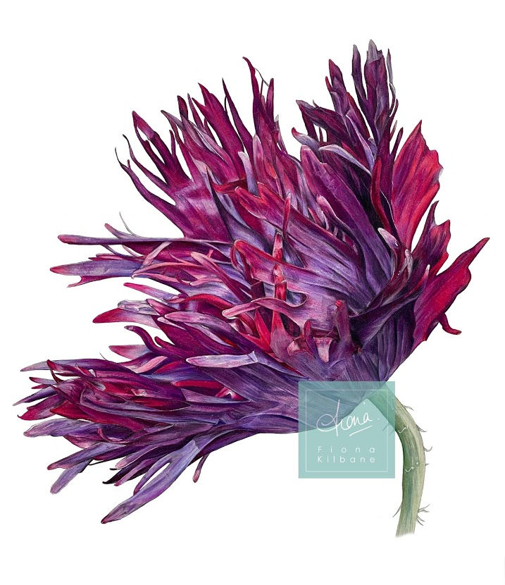 Black Swan Poppy