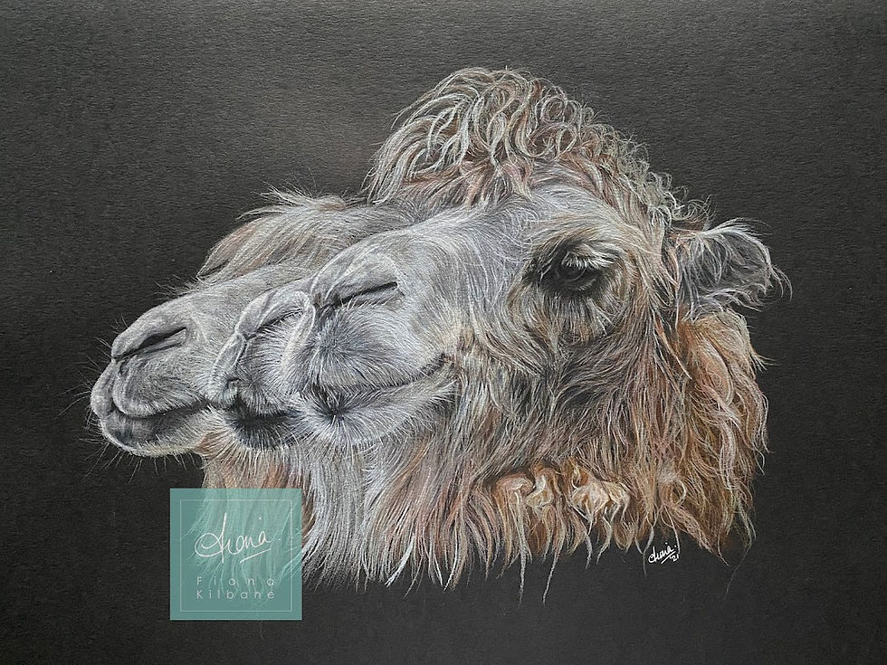 'We've Lost The Three Kings'