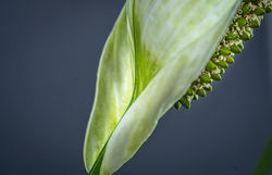 Peace Lily