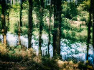 PHOTOART Nature Workshop