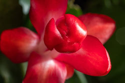 Christmas Cactus Bloom
