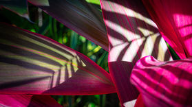 Quintana Roo Tulum Mexico