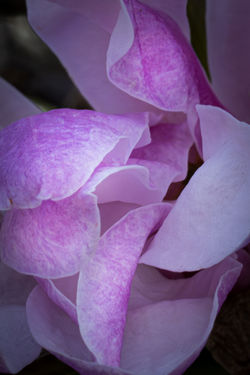 Saucer Magnolia Closeup