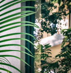 Leaf Reflection Tulum