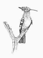 Hoopoe_edited_edited_edited.jpg